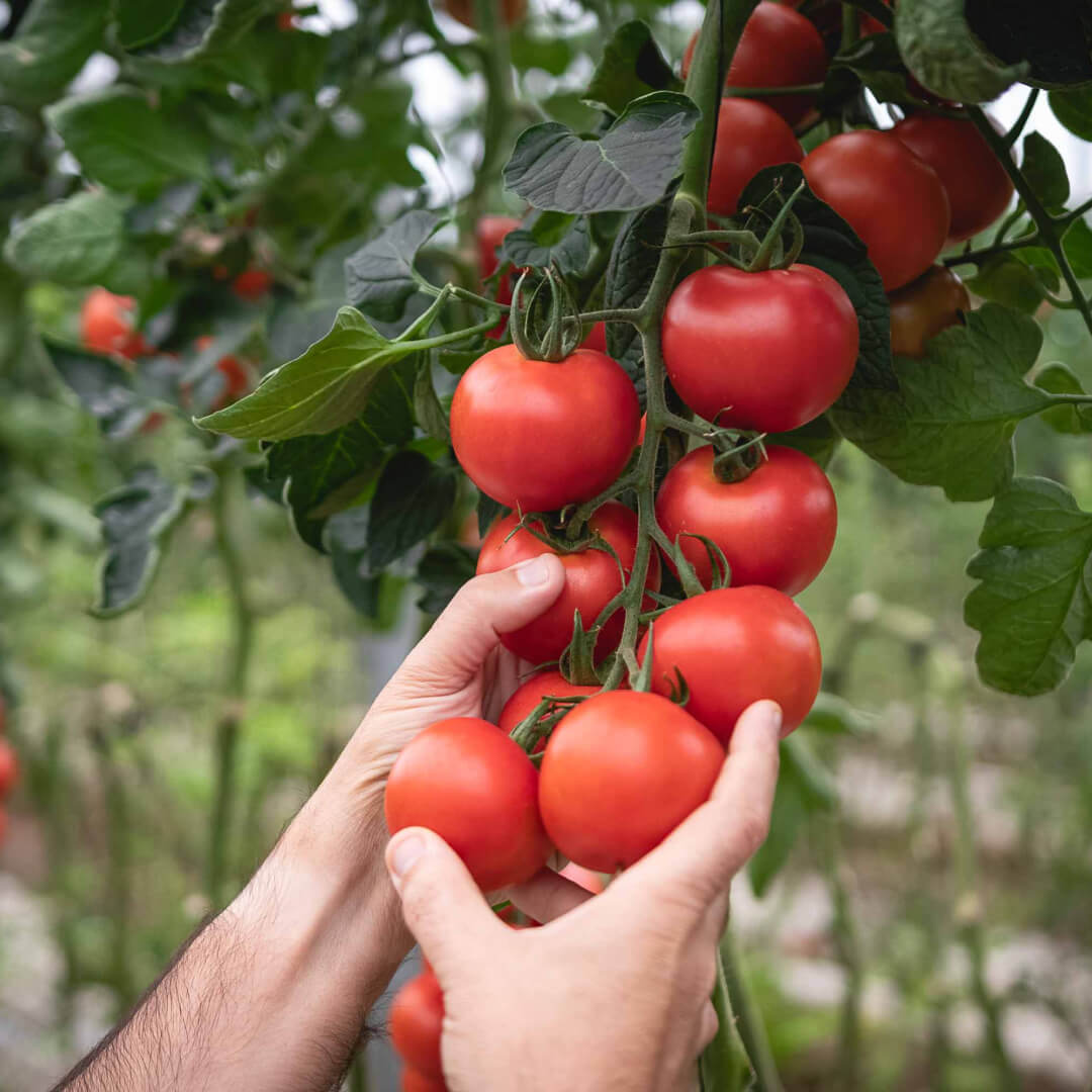 7 Beneficios del tomate que no deberías ignorar