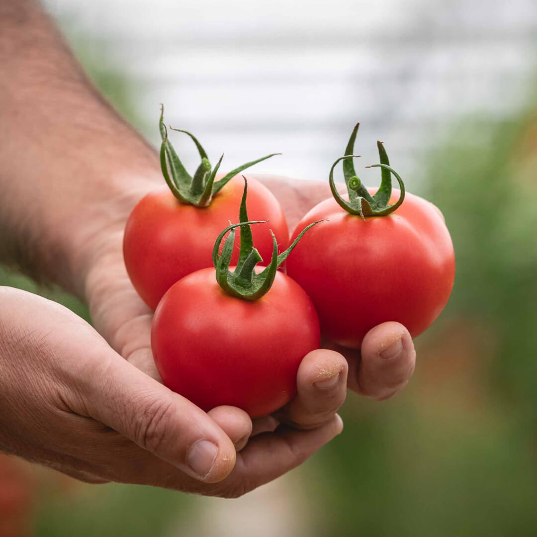 4 tipos de tomates para sorprender a tus invitados en la cena de nochebuena