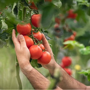 ¿Sabes por qué son tan importantes los alimentos frescos para que tengas una alimentación sana?