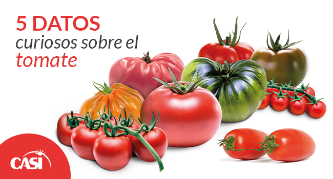 5 Datos Curiosos sobre el tomate que quizás no sabías