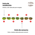 Cargar imagen en el visor de la galería, Tomate Flamenko Choc · 3kg
